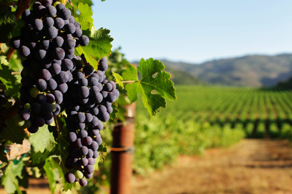 vineyard