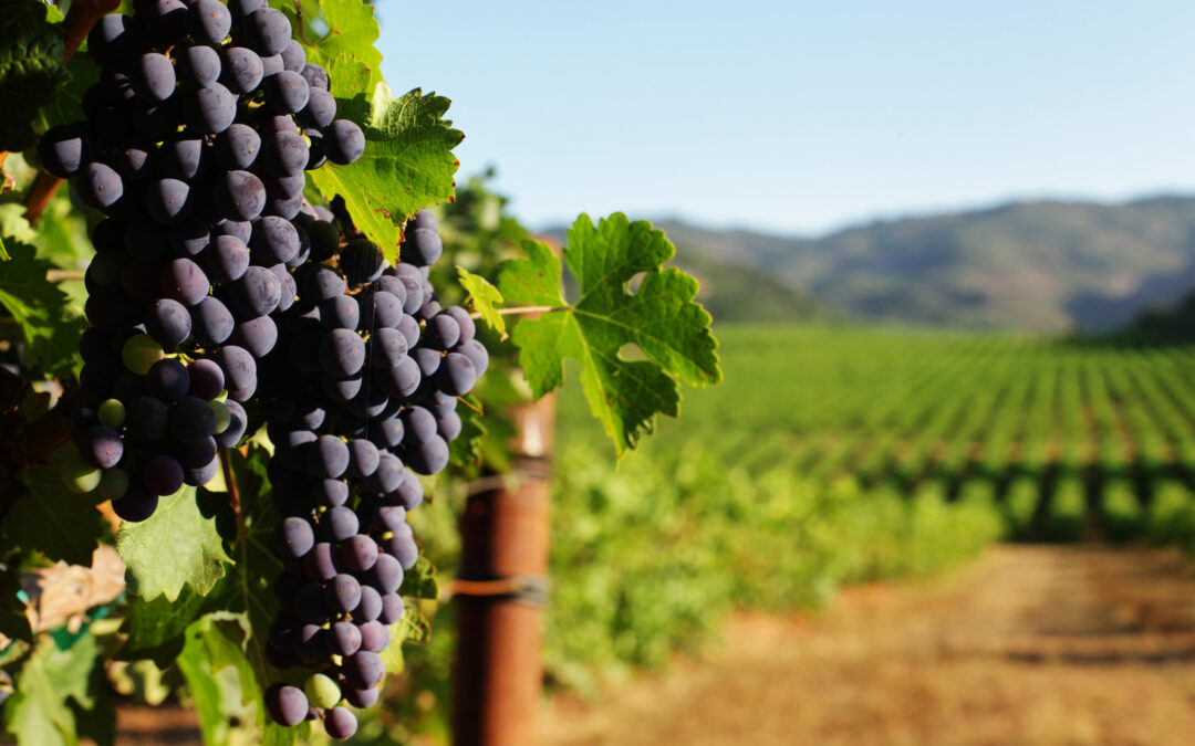 Remuneration Survey Report: 2020 Wine Industry Remuneration Report is now published!